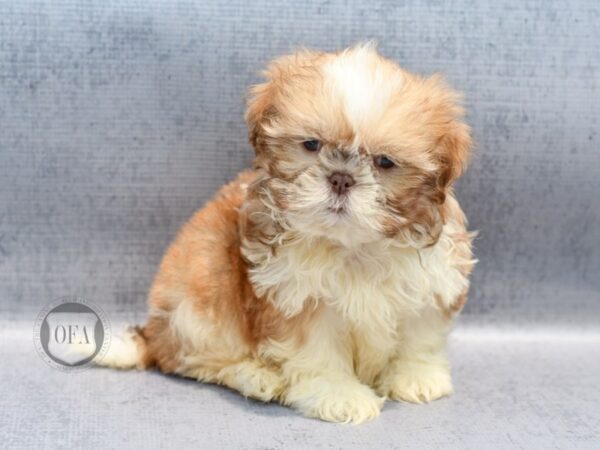 Shih Tzu-Dog-Male-Liver & White-36990-Petland Novi, Michigan