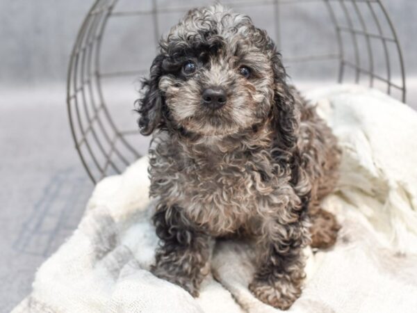 Miniature Goldendoodle Dog Female Merle 36992 Petland Novi, Michigan