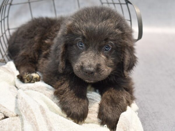 Newfoundland-Dog-Male-Gray-36993-Petland Novi, Michigan