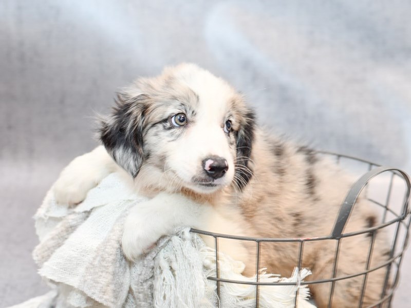 Dogs and Puppies for Sale Petland Novi, Michigan Puppy Store