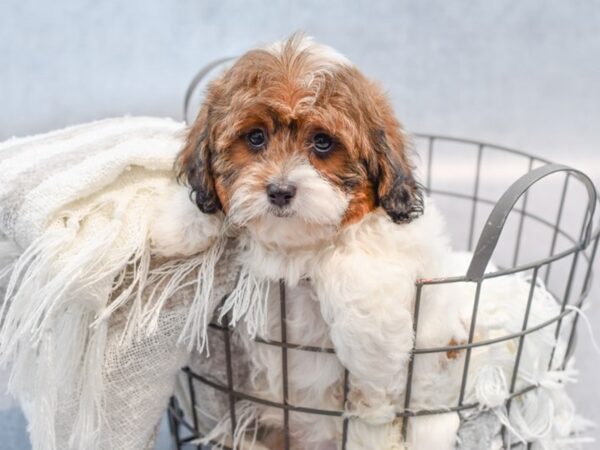 Daisy Dog-Dog-Male-Brown / White-36996-Petland Novi, Michigan