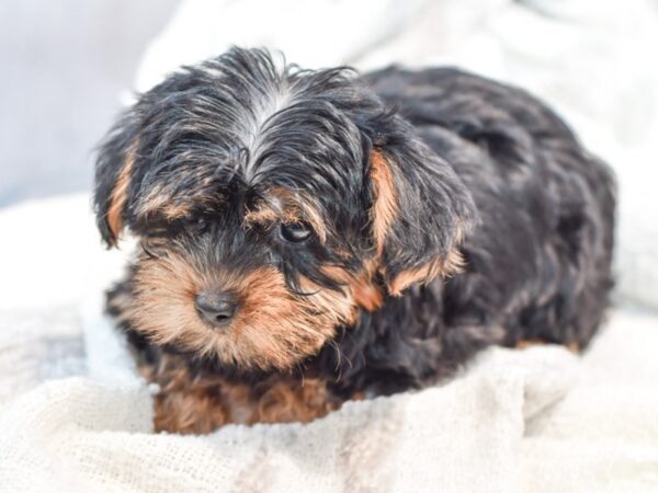 Yorkshire Terrier Dog Female Black / Tan 37000 Petland Novi, Michigan