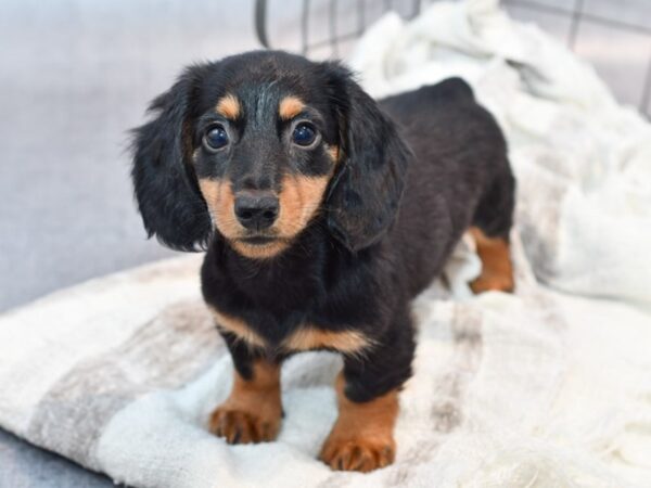 Dachshund-Dog-Male-Black / Tan-37002-Petland Novi, Michigan