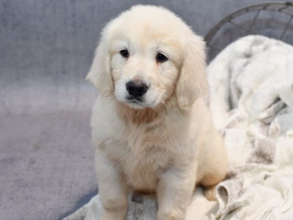 Golden Retriever-Dog-Male-Light Golden-37007-Petland Novi, Michigan