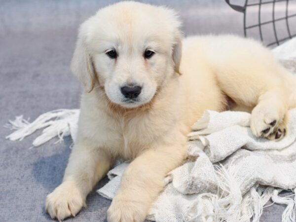 Golden Retriever Dog Female Light Golden 37008 Petland Novi, Michigan