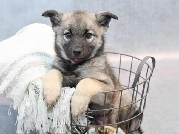 Norwegian Elkhound Dog Male Black / Gray 37009 Petland Novi, Michigan