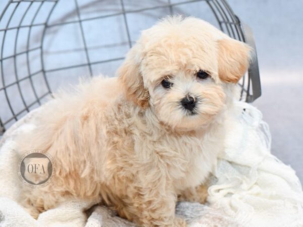 Maltipoo Dog Male Apricot 37010 Petland Novi, Michigan