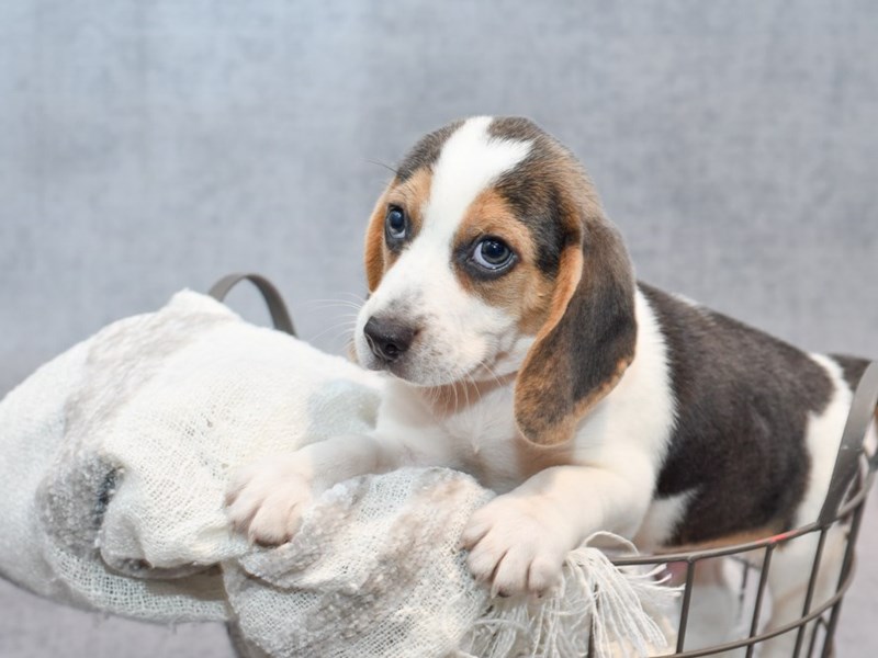 Dogs and Puppies for Sale Petland Novi, Michigan Puppy Store