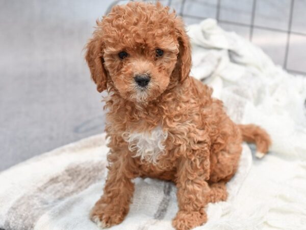 Cavapoo Dog Female Red 37015 Petland Novi, Michigan