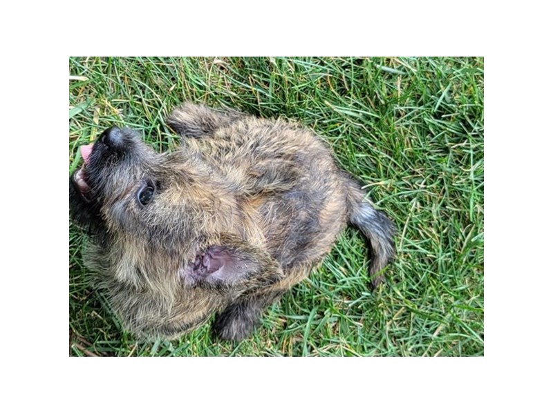 Dogs and Puppies for Sale Petland Novi, Michigan Puppy Store