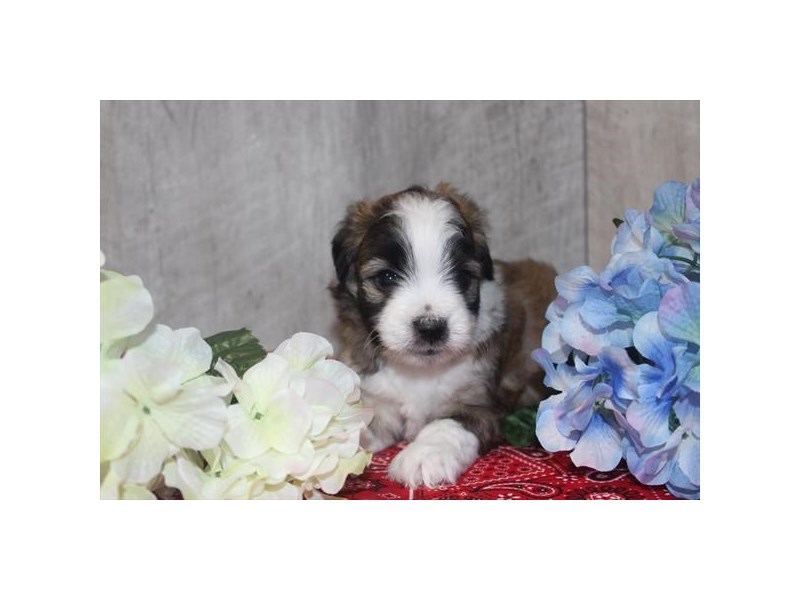 Dogs and Puppies for Sale Petland Novi, Michigan Puppy Store