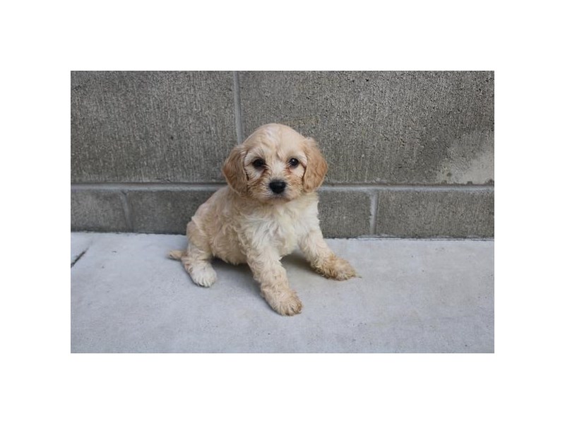 Dogs and Puppies for Sale Petland Novi, Michigan Puppy Store