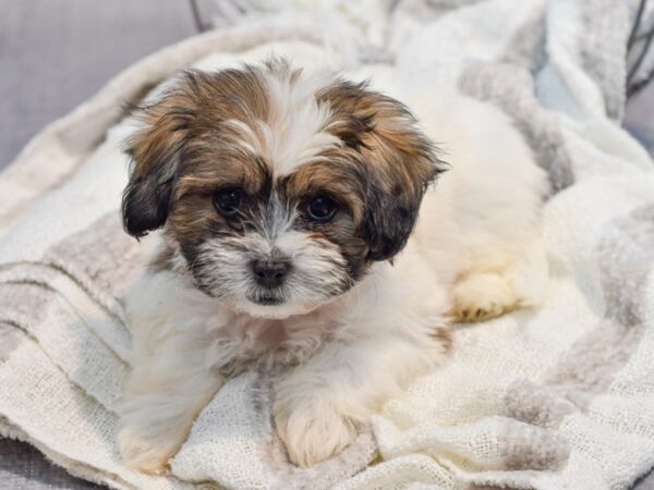 Teddy Bear Dog Female Brown / White 36999 Petland Novi, Michigan