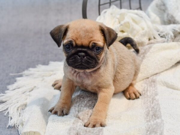 Pug-Dog-Male-Fawn-37016-Petland Novi, Michigan