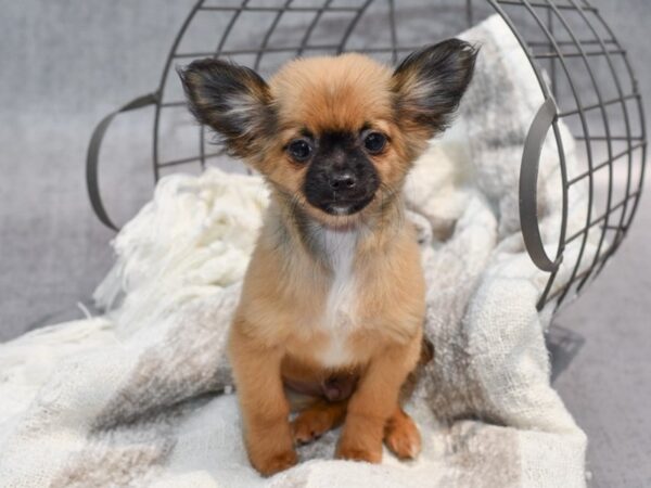 Chihuahua Dog Male Chocolate w/Black Mask 37020 Petland Novi, Michigan