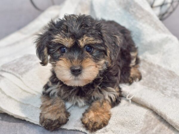 Yochon-Dog-Male-Black / Tan-37025-Petland Novi, Michigan