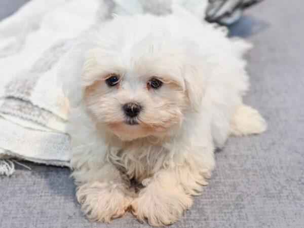 Maltese Dog Male White 37027 Petland Novi, Michigan