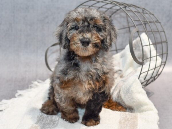 Mini Goldendoodle Dog Male Blue Merle 37032 Petland Novi, Michigan