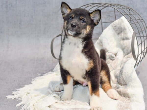 Shiba Inu Dog Male Black/Tan 37033 Petland Novi, Michigan