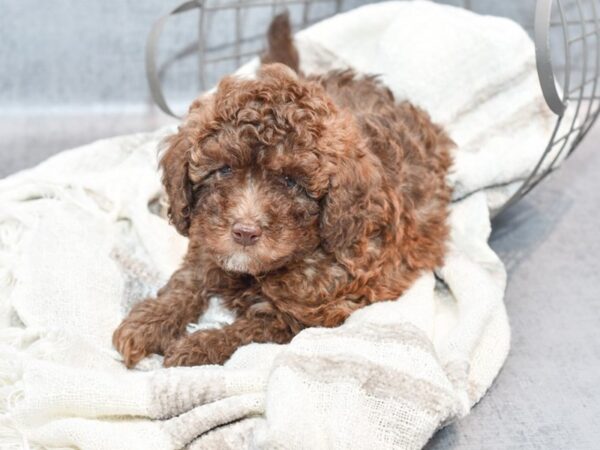 Miniature Poodle-Dog-Male-Red-36832-Petland Novi, Michigan