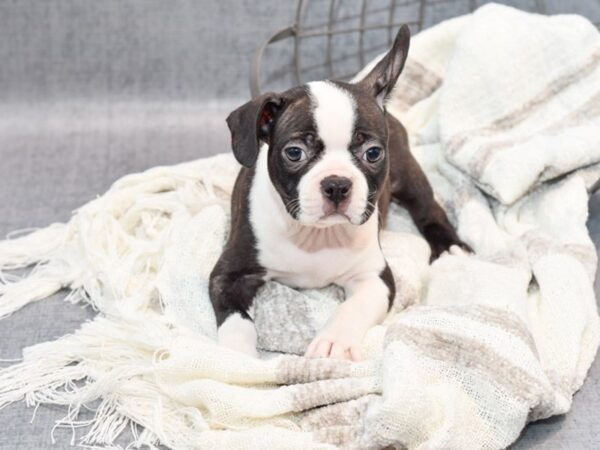 Boston Terrier Dog Male Chocolate / White 36834 Petland Novi, Michigan