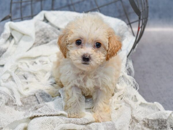 Bichonpoo Dog Female Light Red 36876 Petland Novi, Michigan