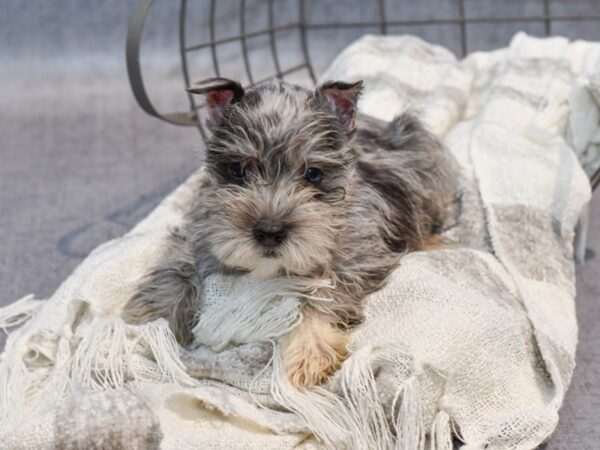 Miniature Schnauzer Dog Male Blue Merle 36888 Petland Novi, Michigan