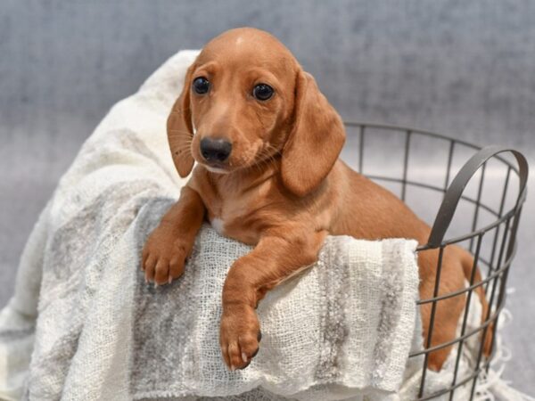 Dachshund-Dog-Female-Red-36900-Petland Novi, Michigan