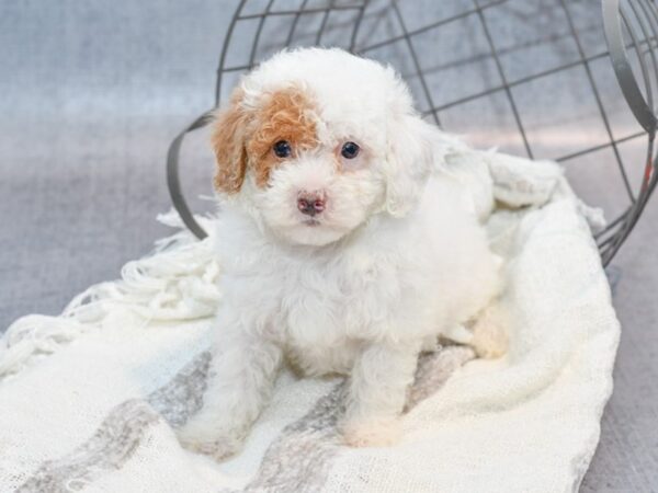 Daisy Dog-Dog-Female-Red & White-36911-Petland Novi, Michigan