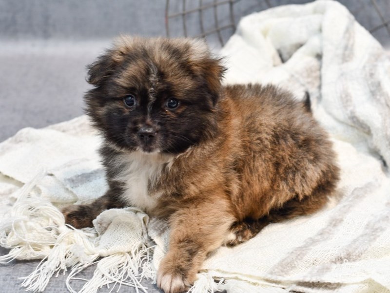 Shih Pom - 36924 Image #1