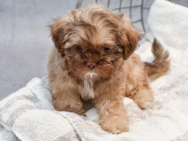 Shih Tzu-Dog-Female-Charcoal-36939-Petland Novi, Michigan