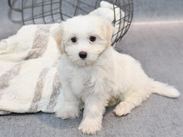 Maltese Dog Female White 36957 Petland Novi, Michigan