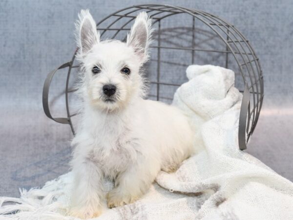 [#36964] White Male West Highland White Terrier Puppies for Sale