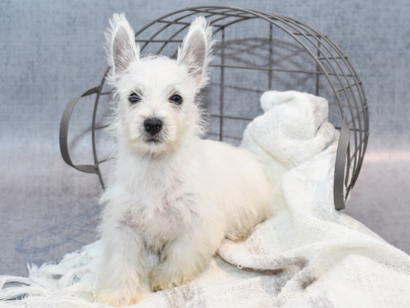 West Highland White Terrier - 36964 Image #1