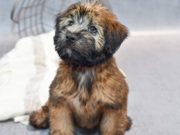 Soft Coated Wheaten Terrier-Dog-Male-Wheaten-36965-Petland Novi, Michigan