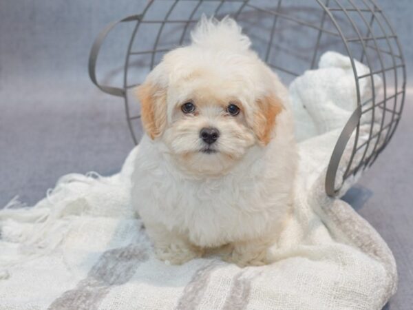 [#36970] Cream Male Maltipoo Puppies for Sale