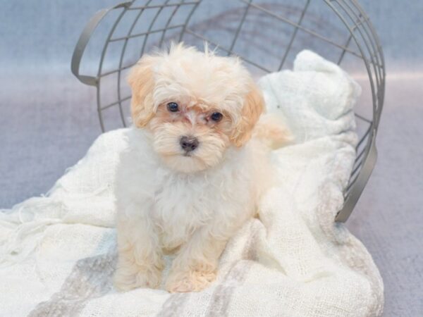 [#36971] Cream Male Maltipoo Puppies for Sale