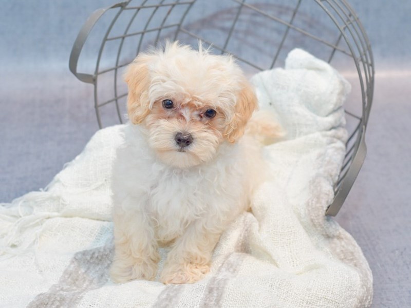 Maltipoo - 36971 Image #1