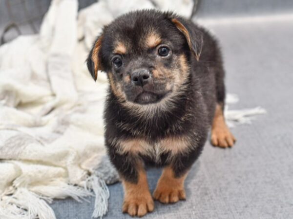 [#36977] Black & Tan Male Froggie Puppies for Sale