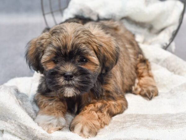 [#36980] Brindle / White Female Shih Tzu Puppies for Sale