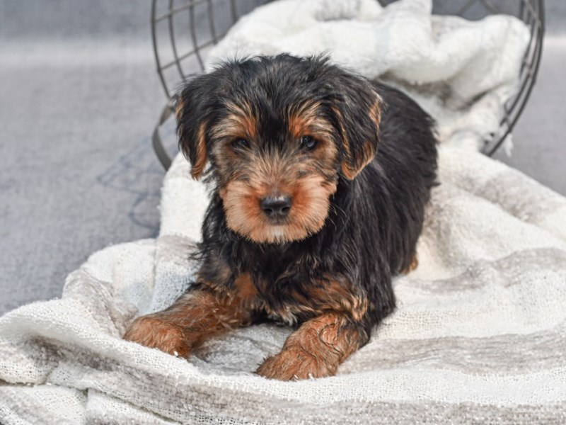 Yorkshire Terrier - 36981 Image #1