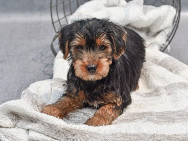 [#36981] Black / Tan Male Yorkshire Terrier Puppies for Sale