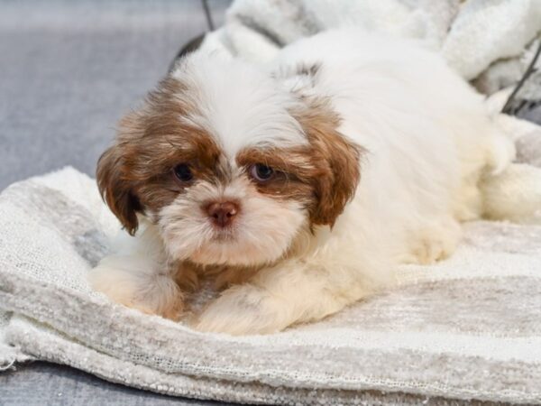 Teddy Bear Dog Male Chocolate / White 36985 Petland Novi, Michigan