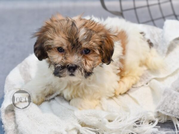 [#36989] Brindle & White Male Havanese Puppies for Sale