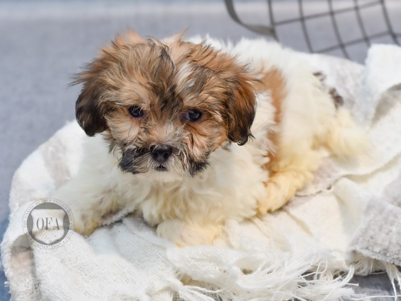 Havanese - 36989 Image #1