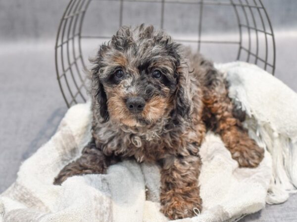 Miniature Goldendoodle Dog Male Merle 36991 Petland Novi, Michigan