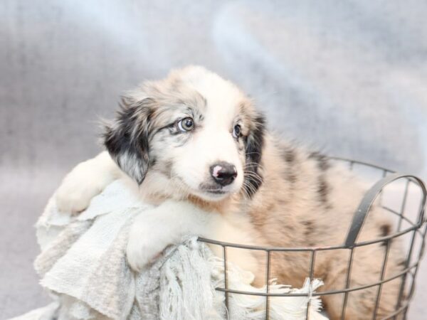 [#36994] Blue Merle Male Australian Shepherd Puppies for Sale