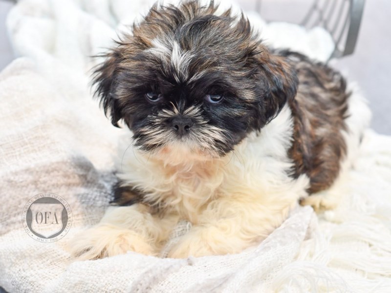 Shih Tzu - 36995 Image #1