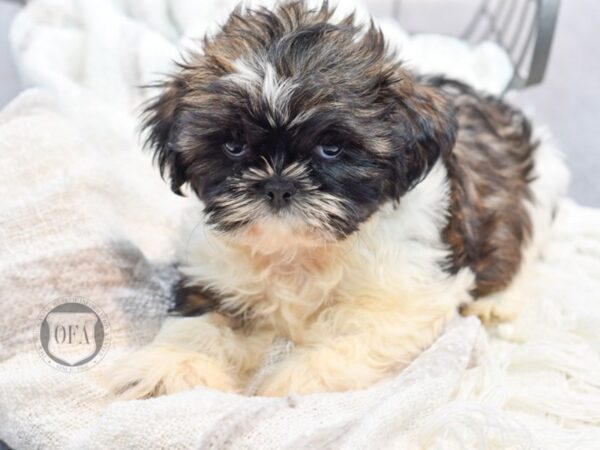 [#36995] Brindle & White Male Shih Tzu Puppies for Sale