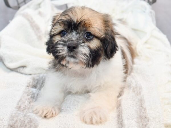 [#36997] Brindle / White Female Shih Tzu Puppies for Sale